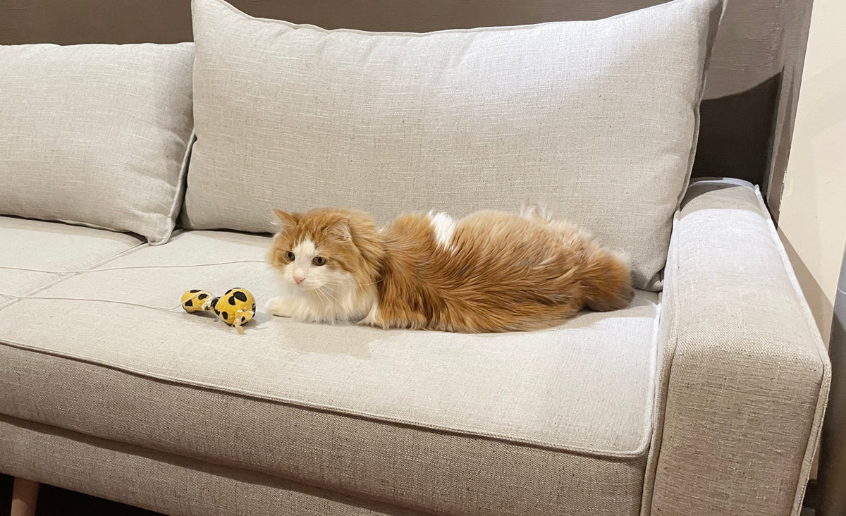 Cat playing with a toy on a beige Lucas sofa